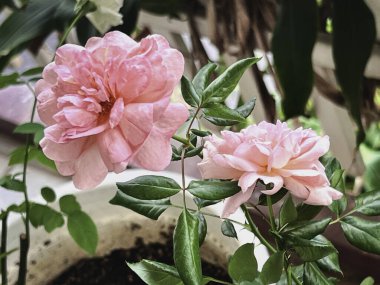 Robin, sıcak havadan gül, şeftali rengi taç yaprağı, çiçek açtığında bardak şeklindeki bulanık ışık.