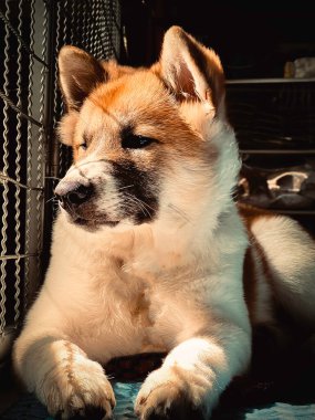 Beyaz kahverengi saçlı, örgü ören köpek, ilginç bir hisle örgü örüyor, güneş ışığının etraftaki yansıması. .
