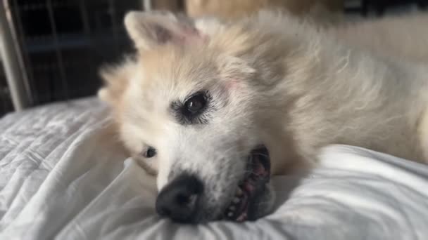 Ανώτερος Σκύλος Πριν Από Θάνατο Δύσπνοια Αναπνοή Του Στόματος Συμπτώματα — Αρχείο Βίντεο