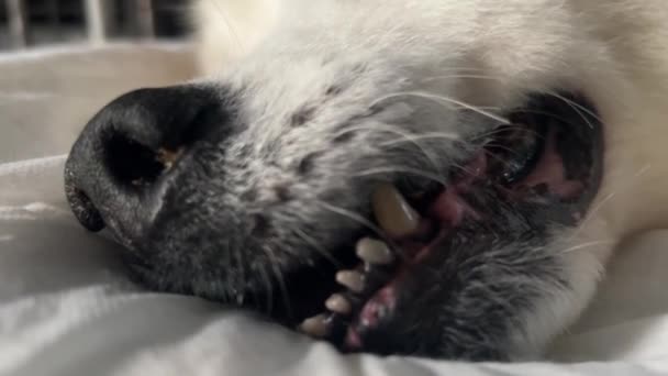 Ανώτερος Σκύλος Πριν Από Θάνατο Δύσπνοια Αναπνοή Του Στόματος Συμπτώματα — Αρχείο Βίντεο