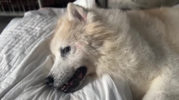 Anjing Senior Sebelum Mati Dyspnea Napas Mulut Gejala Kegelisahan — Stok Video