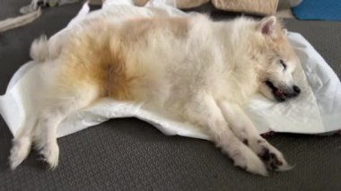 Yaşlı köpek beyaz hasırda uyuyor, ölmeden önce derin derin nefes al.
