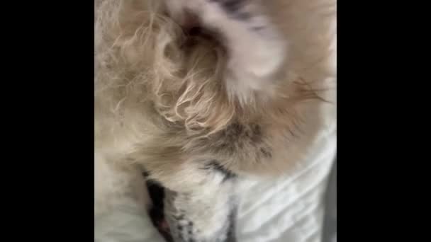 Yaşlı Köpek Epilepsi Semptomu Kulak Yüz Seğirmesi Odaklanma Nöbeti — Stok video