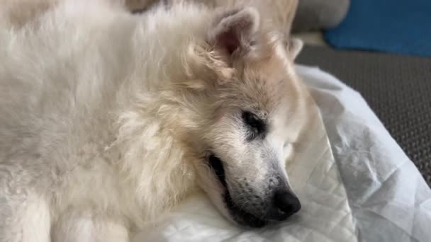 古い犬のてんかん症状 耳と顔は少し転換する フォーカルシーザー 不健康な動物 — ストック動画