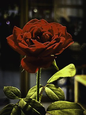 Heart Throb Rose plant,bright red velvet petals,beautiful flower. clipart