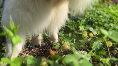 Köpeğin arka tarafı kıçlarını sallamak için dışarı çıkar..