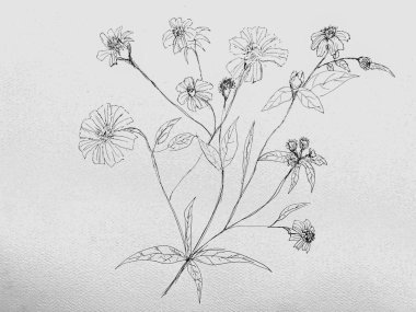 Biden Pilosa bitkisi, el yapımı, kağıt üzerine siyah mürekkep, güzel çiçek.