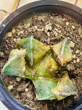 Kaktüsün yüzeyi mantar ve bakteri hastalıklarından çürüyüp ölüyor. Saldırıyor, kabuğu kirli, içi su kokuyor, kötü kokuyor..