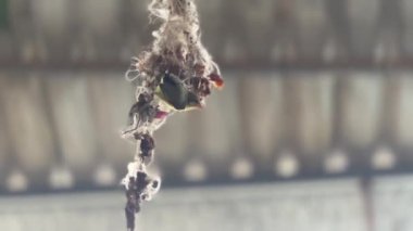 Kuş anne yuvanın etrafında uçuyor, yeni doğan bebeğini beslemeye çalışıyor.