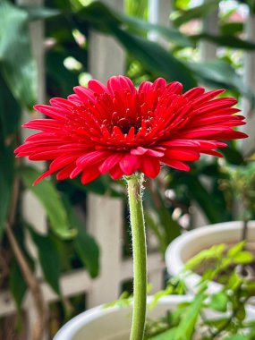 Gerbera çiçeği, kırmızı yapraklar ve siyah polenler, yeşil saplı. Güzel doğa..