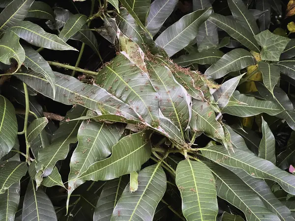 Kırmızı karıncalar yuva yapmak için mango yapraklarını sarıyorlar. Böcek ekibine katıl. Normal ve doğa hayatı..