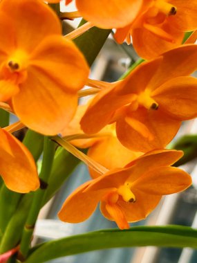 Orchid Petals.A hybrid between Vanda and ascocenda orange species,beautiful flower. clipart