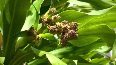 Dracaenas 'ın tomurcuk çiçekleri Kokular Massangeana türleri, mısır bitkisi, bulanık ışık.