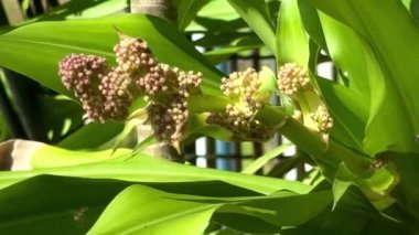 Dracaenas 'ın tomurcuk çiçekleri Kokular Massangeana türleri, mısır bitkisi, bulanık ışık.