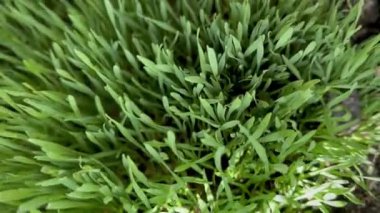 Buğday bitkisi, çiğ mikroyeşil, sağlık için bitkisel, taze ve uzun yapraklar..