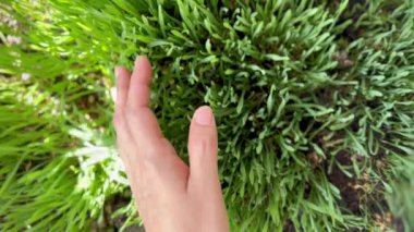 Buğday bitkisi, çiğ mikroyeşil, sağlık için bitkisel, taze ve uzun yapraklar..