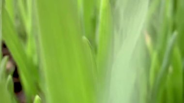 Buğday bitkisi, çiğ mikroyeşil, sağlık için bitkisel, taze ve uzun yapraklar..