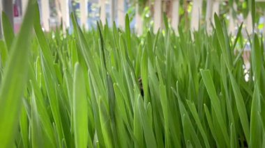 Buğday bitkisi, çiğ mikroyeşil, sağlık için bitkisel, taze ve uzun yapraklar..