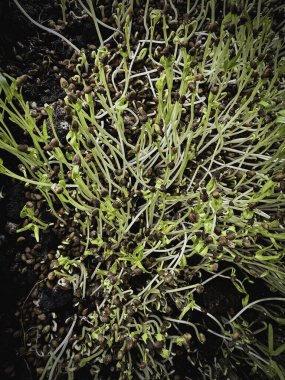 Mikroyeşil bitkinin en üst görüntüsü bol miktarda yerde, süper yiyecekler, yemek pişirmek için sağlıklı malzemeler.