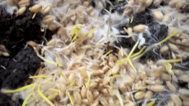 Miselyumlu filizlenmiş taneler, beyaz iplik buğday bitkisinin etrafını kaplıyor, sağlıklı mantarlar büyüyor, süper yiyecekler..
