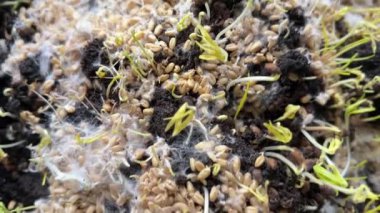 Miselyumlu filizlenmiş taneler, beyaz iplik buğday bitkisinin etrafını kaplıyor, sağlıklı mantarlar büyüyor, süper yiyecekler..