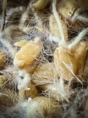 Buğday bitkisinin etrafını saran beyaz iplik miselyum sağlıklı mantar, süper yiyecek..