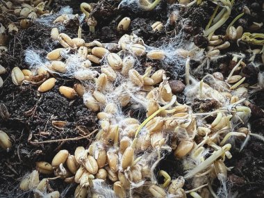 Miselyumlu filizlenmiş taneler, beyaz iplik buğday bitkisinin etrafını kaplıyor, sağlıklı mantarlar büyüyor, süper yiyecekler..