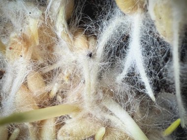 Miselyumlu filizlenmiş taneler, beyaz iplik buğday bitkisinin etrafını kaplıyor, sağlıklı mantarlar büyüyor, süper yiyecekler..