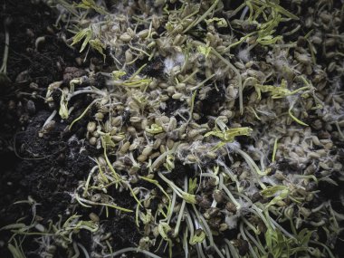 Miselyumlu filizlenmiş taneler, beyaz iplik buğday bitkisinin etrafını kaplıyor, sağlıklı mantarlar büyüyor, süper yiyecekler..