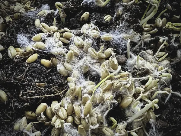 Miselyumlu filizlenmiş taneler, beyaz iplik buğday bitkisinin etrafını kaplıyor, sağlıklı mantarlar büyüyor, süper yiyecekler..