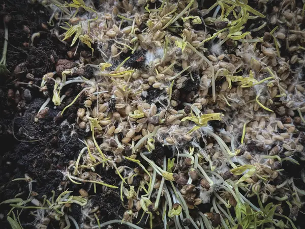 Miselyumlu filizlenmiş taneler, beyaz iplik buğday bitkisinin etrafını kaplıyor, sağlıklı mantarlar büyüyor, süper yiyecekler..