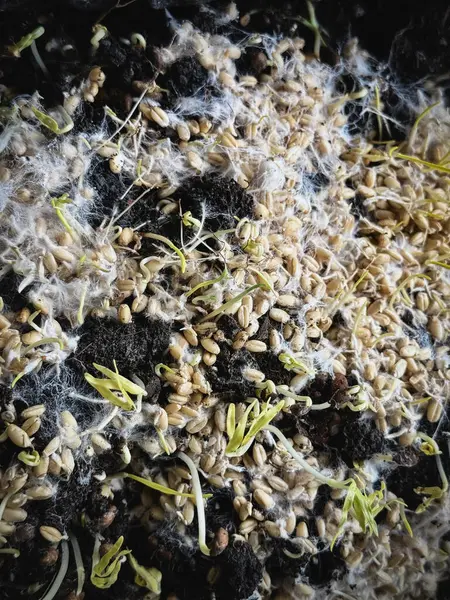 Miselyumlu filizlenmiş taneler, beyaz iplik buğday bitkisinin etrafını kaplıyor, sağlıklı mantarlar büyüyor, süper yiyecekler..