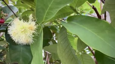 Dala asılı taze biber, etrafta yeşil yaprak, pişirmek için ham malzeme, bulanık ışık..