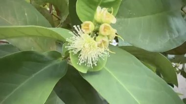 Dala asılı taze biber, etrafta yeşil yaprak, pişirmek için ham malzeme, bulanık ışık..