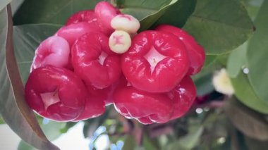 Ağaçta bir demet gül elması, tropikal meyve, gevrek, ferahlatıcı ve hafif tatlandırıcı yeşil yapraklarla şekillendirilmiş çan.