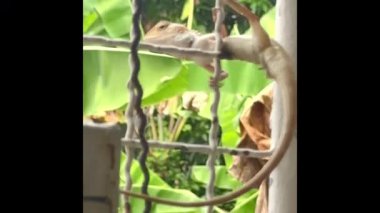 Dala asılı taze biber, etrafta yeşil yaprak, pişirmek için ham malzeme, bulanık ışık..