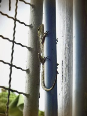 Tesisat borusuna tutunan bir bahçe kertenkelesi. Sürüngen türleri. Uzun kuyruk. Bulanık ışık..