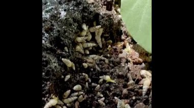 Minyatür Spike toprak zemininde çok fazla çivi var. Bitkiler için kötü. Tropik zararlı..