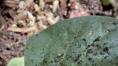 Minyatür Spike toprak zemininde çok fazla çivi var. Bitkiler için kötü. Tropik zararlı..