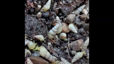 Minyatür Spike toprak zemininde çok fazla çivi var. Bitkiler için kötü. Tropik zararlı..