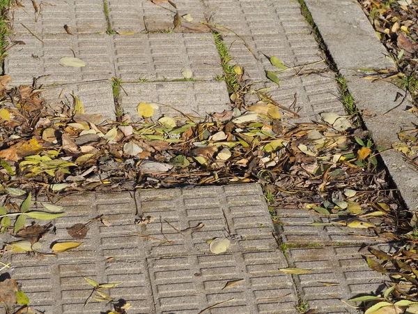 Uneven Brick Autumn Sidewalk Puddles Water Yellow Leaves Ground Autumn — Stock Photo, Image