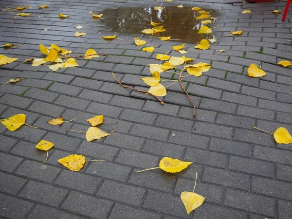 秋天人行道上的砖不均匀 地面上有一丛丛的水和黄叶 秋天的概念 Hd图像 — 图库照片