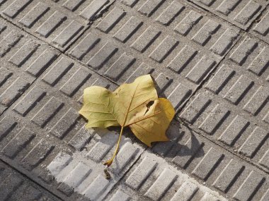Islak, tıkanmış toprakta yaprak gibi bir ağaç. Sonbahar konsepti Yüksek kaliteli fotoğraf