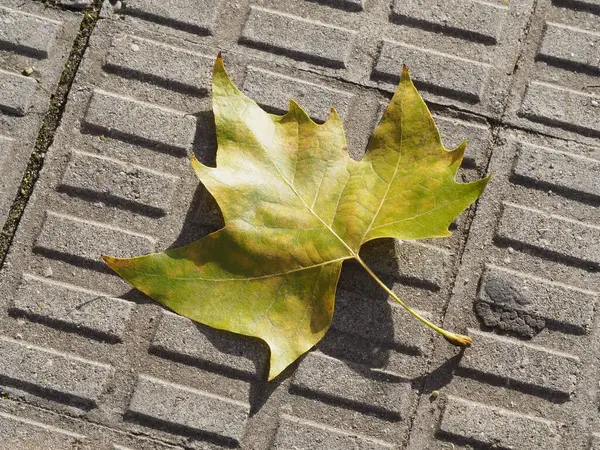 stock image Lone leaf of a tree in a wet blocky soil. Autumn concept High quality photo