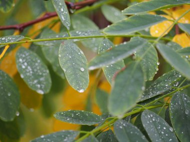 Bir kış sabahı su damlası olan yeşil bir bitki. Kış konsepti hd resmi