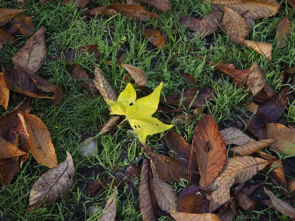 茶色黄色金色の葉 暗い大気の風景 秋の色Hd画像 — ストック写真