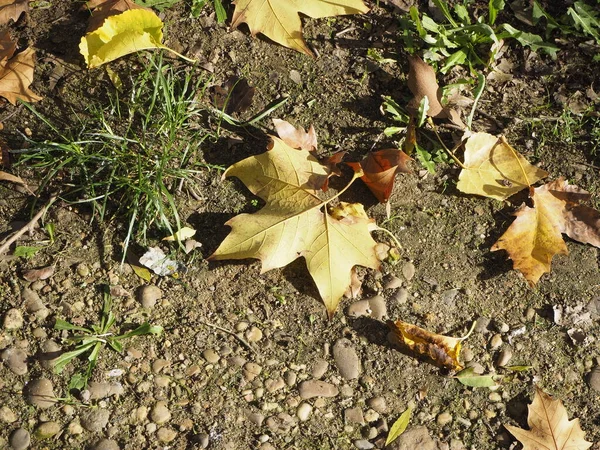 Folhas Castanhas Amarelas Douradas Paisagem Atmosférica Escura Cores Outono Imagem — Fotografia de Stock