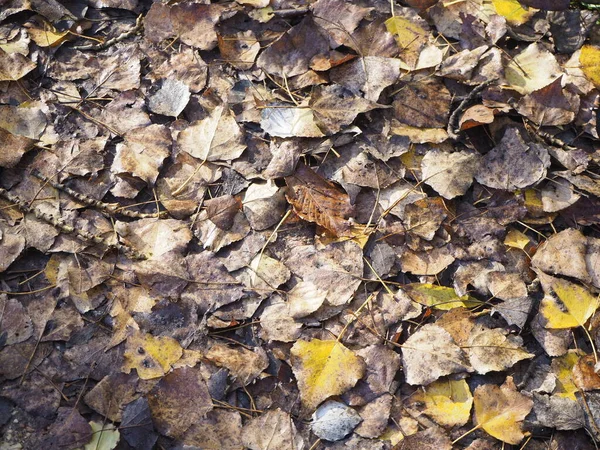 秋になると地面に乾いた葉が落ちます 秋のコンセプト Image — ストック写真