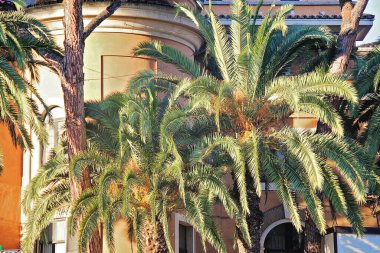 Palm Trees in Rome, Italy clipart