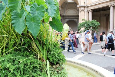 Roma, İtalya - 15 Eylül 2022: Vatikan Müzelerindeki Güzel Yeşil Santraller, Sekizgen Mahkemesi. Garden and Fountain ile Avlu Eğlencesi, Roma, İtalya 
